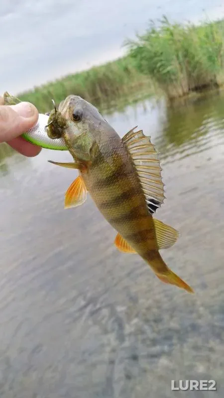 Perch — Ponura, Jun 23, 2019