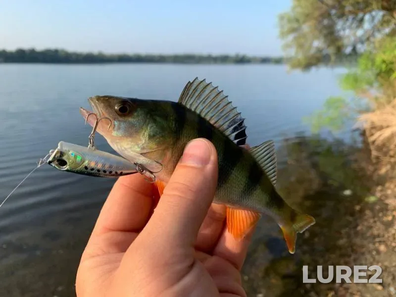 Perch, Pike — Respublika Adygeya, Krasnogvardeyskiy rayon, Jul 28, 2019