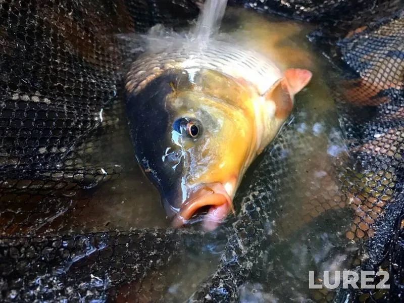 Carp — Beysuzhyok Levyy, Jul 21, 2019