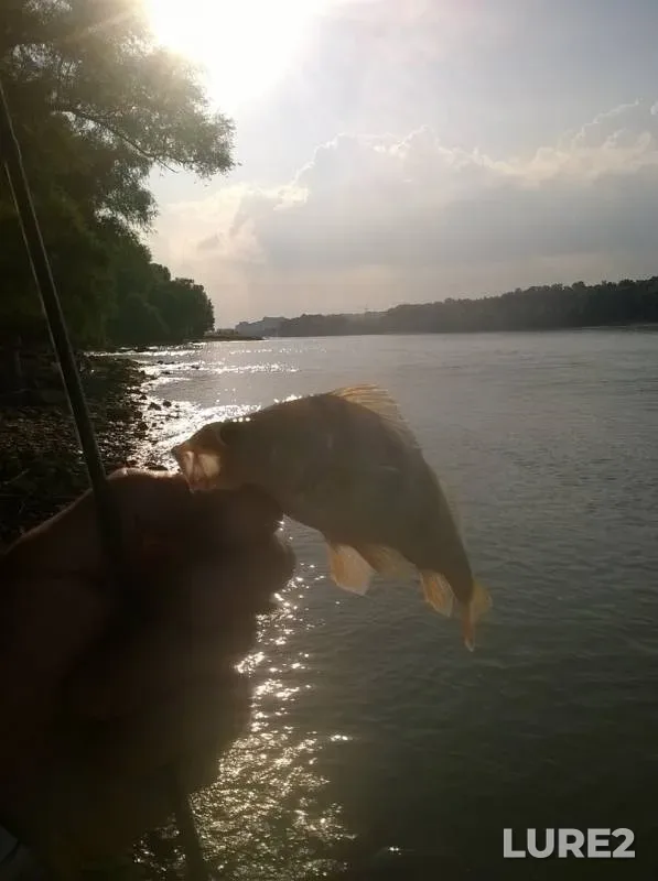 Chub, Perch — Kuban, Jul 18, 2019