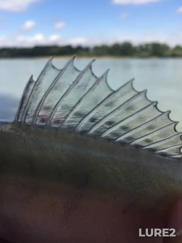 Perch, Zander — Kuban, Jul 14, 2019