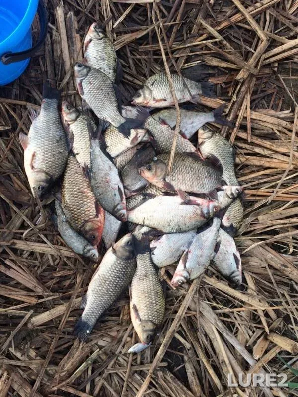 Crucian carp — Beysuzhyok Levyy, Aug 20, 2019