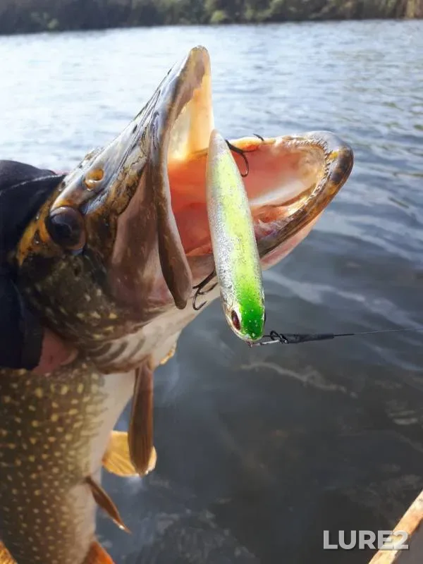 Perch, Pike — Pravyy Beysuzhek, Aug 28, 2019