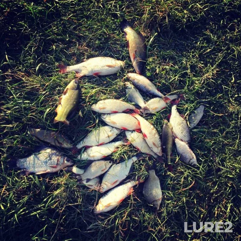 Crucian carp, Ide — Kuban, Sep 03, 2019