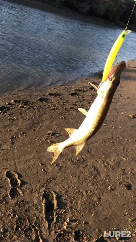 Pike — Kuban, Sep 09, 2019