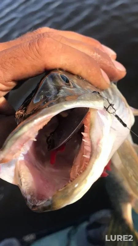 Perch, Pike — Pravyy Beysuzhek, Sep 14, 2019