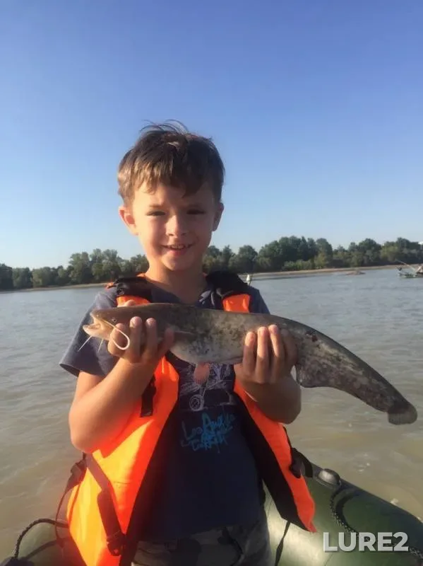 Wels catfish — Kuban, Sep 15, 2019