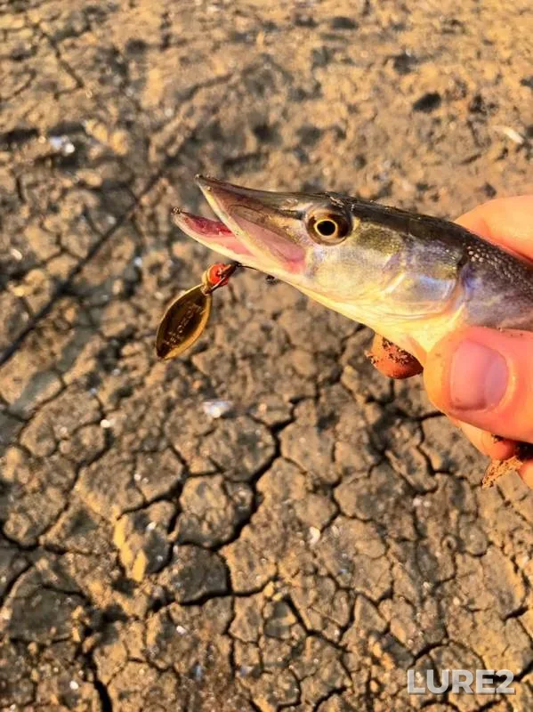 Pike — Kuban, Oct 01, 2019