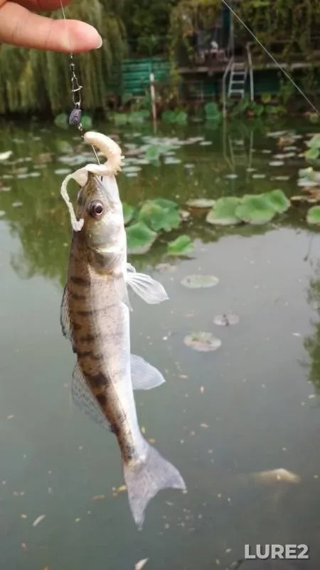Perch, Pike — 3ya-Kochety, Oct 06, 2019