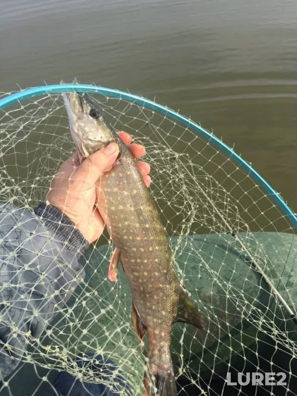 Pike — Ploskaya, Oct 09, 2019