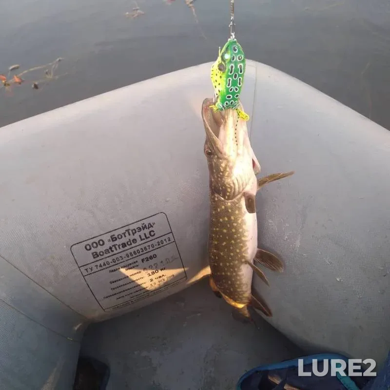 Perch, Pike — Kuban, Oct 12, 2019
