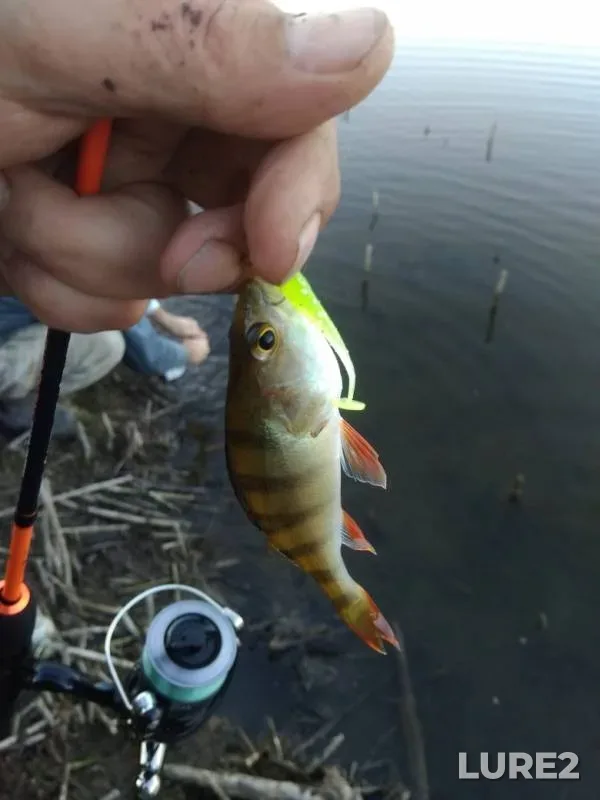 Perch, Pike — Krasnodarskiy kray, Tikhoretskiy rayon, Oct 15, 2019