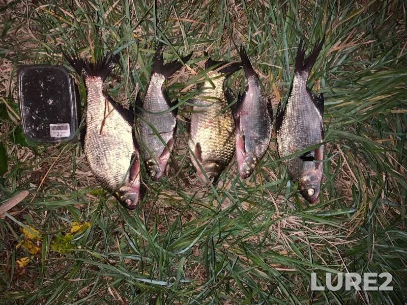 Bream, Crucian carp — Ponura, Oct 15, 2019