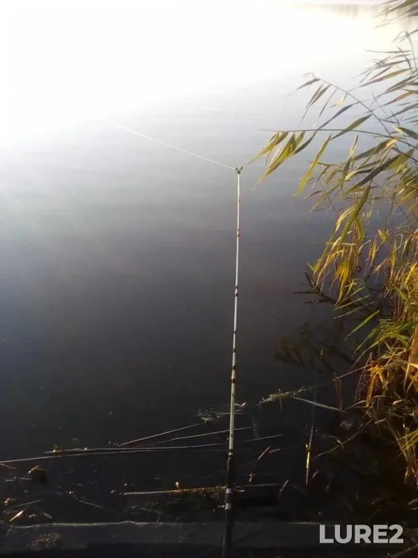 Crucian carp — Krasnodarskiy kray, Beloglinskiy rayon, Oct 23, 2019