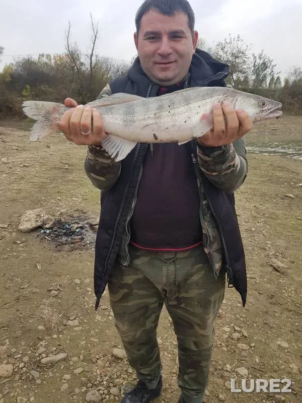 Zander — Kuban, Nov 01, 2019