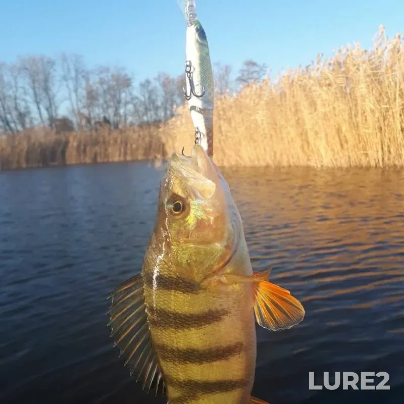 Perch, Pike — Pravyy Beysuzhek, Nov 10, 2019