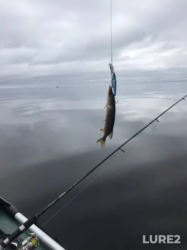 Pike — Leningradskaya oblast, Volkhovskiy rayon, Jun 17, 2019