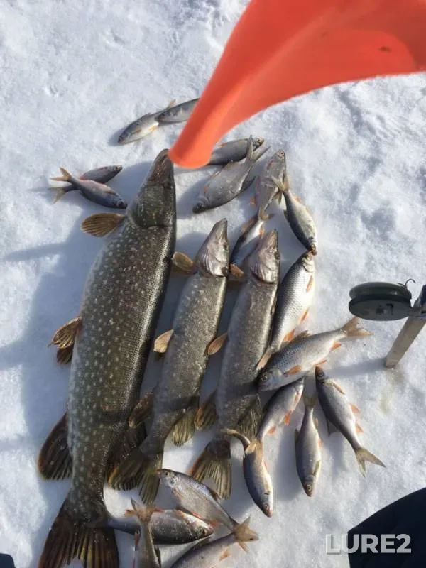 Pike, Roach — Respublika Tatarstan, Mar 08, 2019