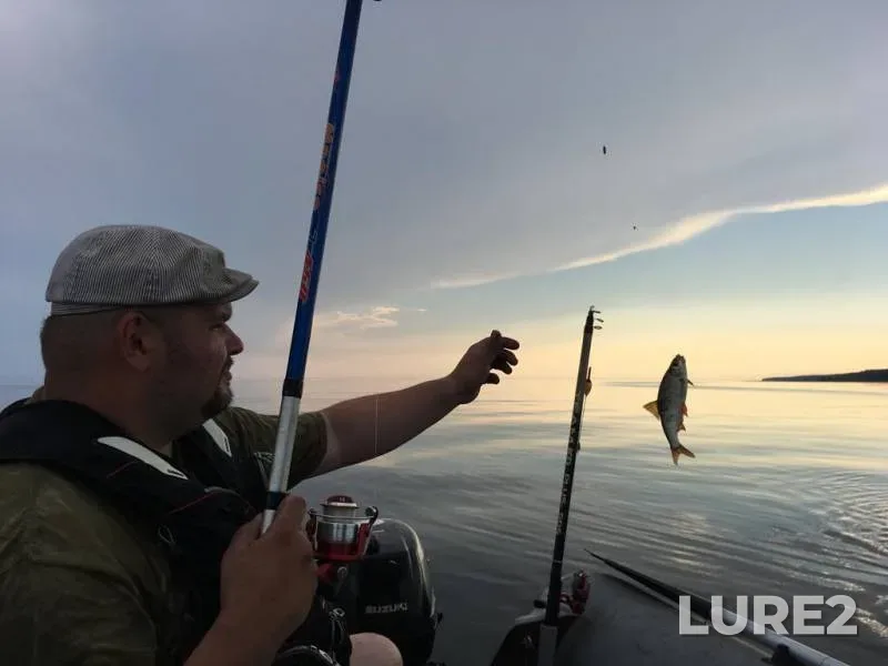 Perch, Roach — Leningradskaya oblast, Lomonosovskiy rayon, Jun 21, 2019