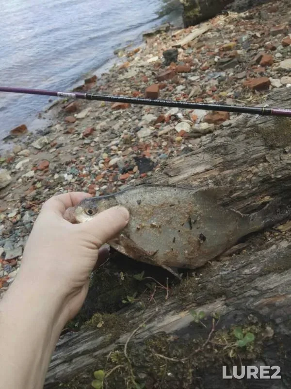 Bream — Volgo-Baltiyskiy kanal, Jun 22, 2019