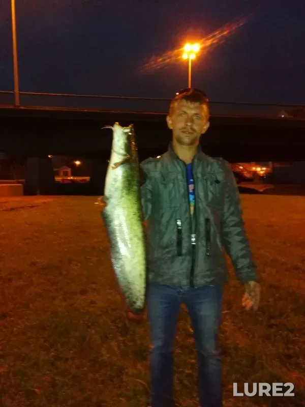 Wels catfish — Okhta, Jun 25, 2019