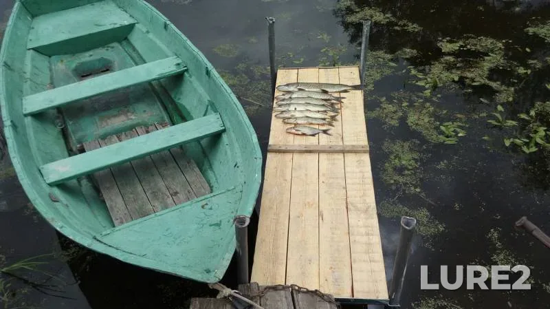 Bream, Pike — Staroladozhskiy kanal, Jun 28, 2019