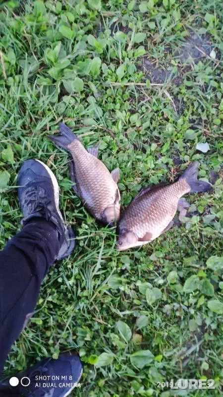 Crucian carp — Aleksandriyskiy, Jul 01, 2019