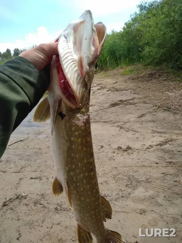 Pike, Zander — Novoladozhskiy kanal, Jul 07, 2019