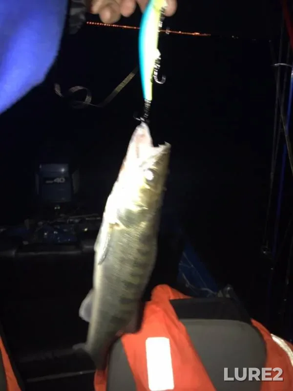 Zander — Leningradskaya oblast, Jul 08, 2019