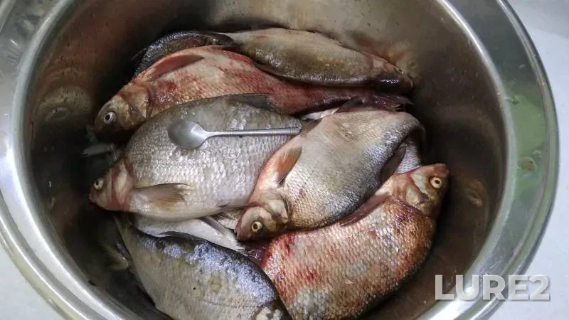 Bream — Leningradskaya oblast, Jul 08, 2019