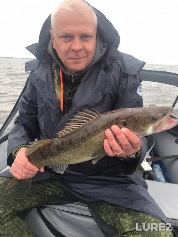 Pike, Zander — Leningradskaya oblast, Volkhovskiy rayon, Jul 12, 2019