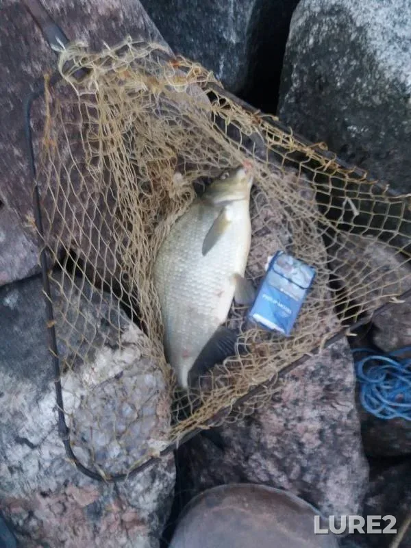 Bream — Leningradskaya oblast, Jul 13, 2019