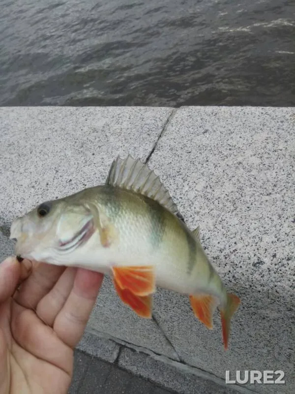Bream, Perch — Volgo-Baltiyskiy kanal, Jul 14, 2019