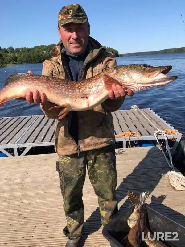Pike, Zander — Volgo-Baltiyskiy kanal, Jul 16, 2019