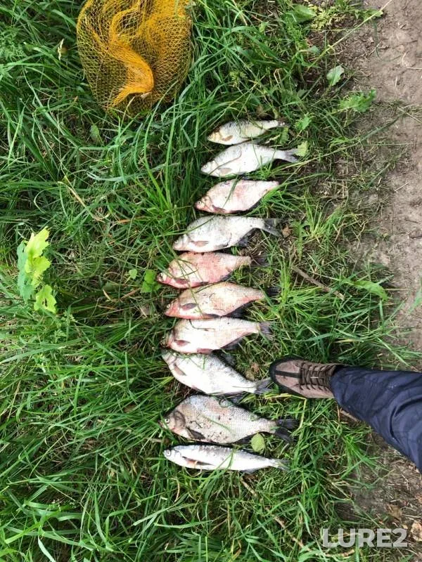 Bream — Morskoy kanal, Jul 17, 2019