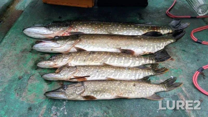 Pike — Staroladozhskiy kanal, Jul 22, 2019