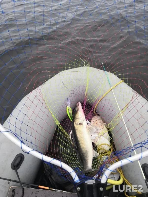 Zander — Pionerskoye, Aug 01, 2019