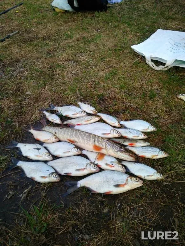 Pike, Roach — Udmurtskaya Respublika, Karakulinskiy rayon, May 05, 2019