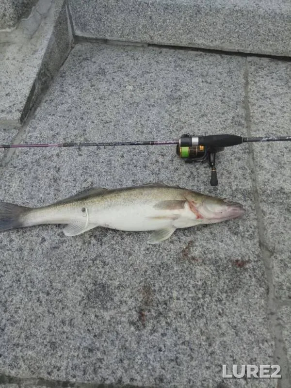 Perch, Zander — Volgo-Baltiyskiy kanal, Aug 02, 2019