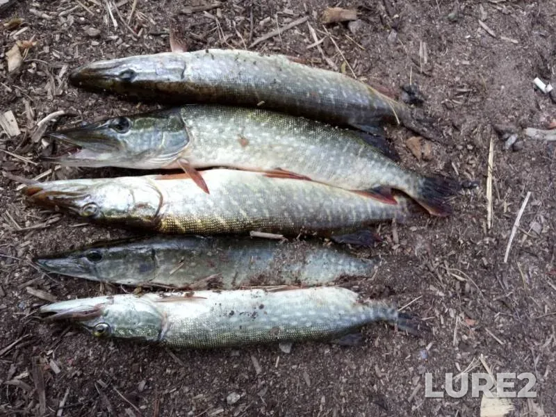 Pike — Leningradskaya oblast, Vyborgskiy rayon, Aug 04, 2019