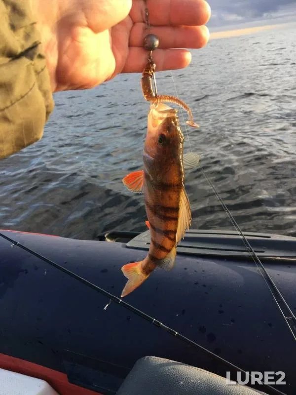 Perch — Dubnenskaya protoka, Aug 08, 2019