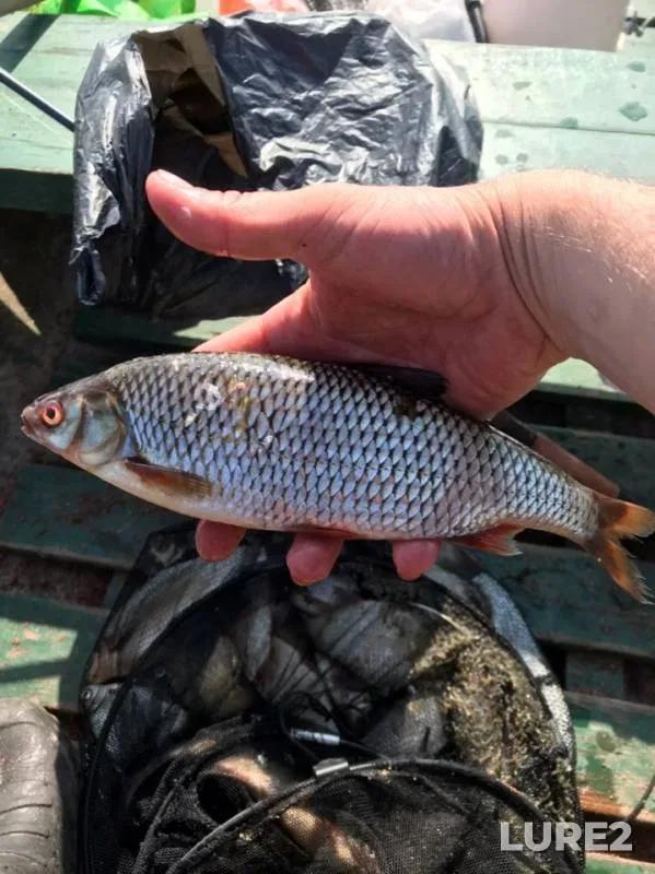 Roach, White bream — Gannibalovka, Aug 10, 2019