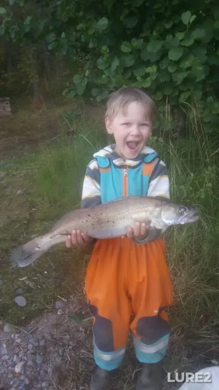 Bream, Zander — Vuoksi / Vuoksa, Aug 13, 2019