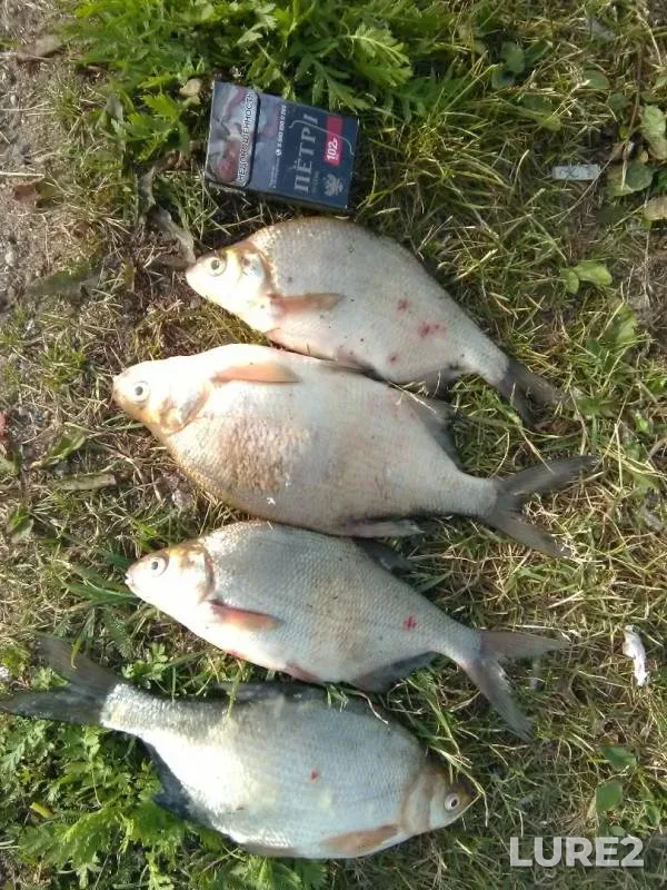 Bream — Karasta, Aug 19, 2019