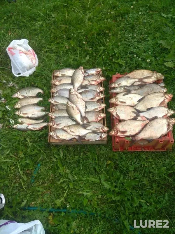 Bream — Neva, Aug 21, 2019