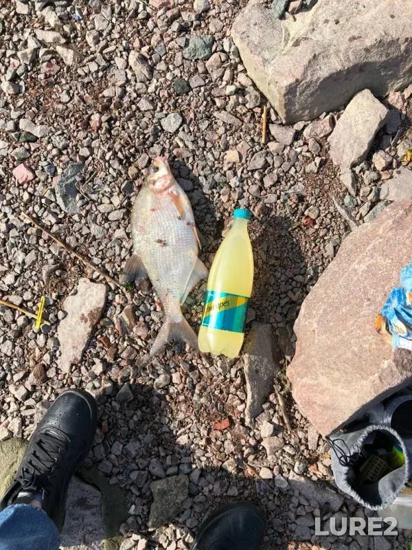 Bream — Dudergofskiy kanal, Aug 25, 2019