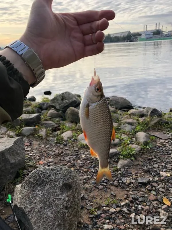 Roach — Morskoy kanal, Sep 26, 2019