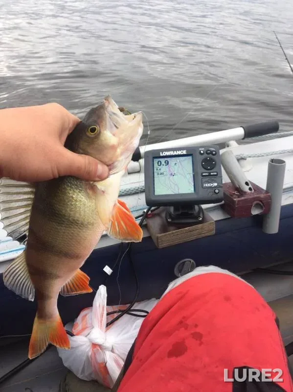 Perch — Leningradskaya oblast, Sep 27, 2019