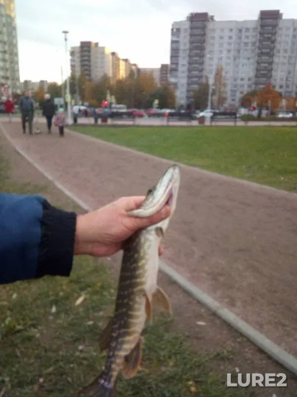 Pike — Volkovskiy, Oct 11, 2019