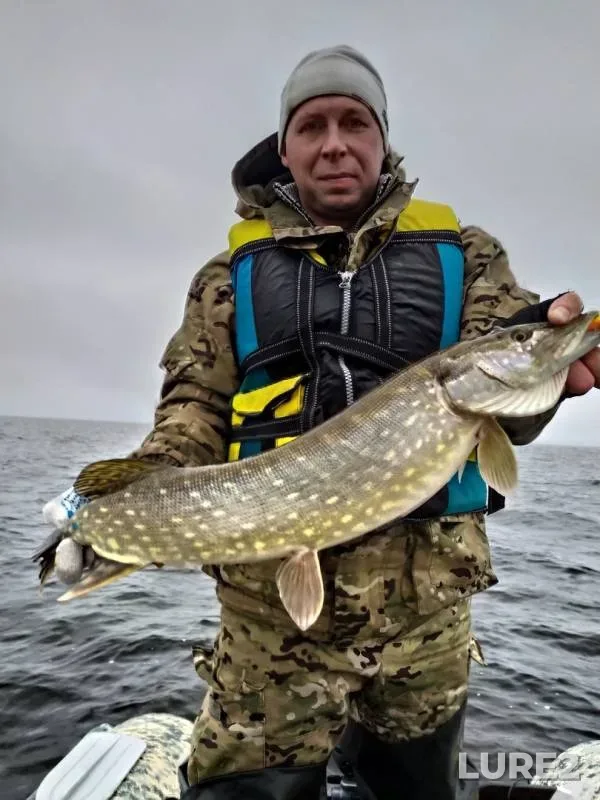 Perch, Pike — Leningradskaya oblast, Kirovskiy rayon, Oct 18, 2019